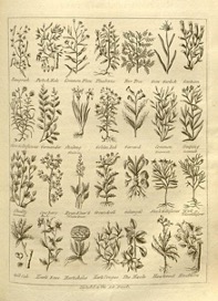Drawings of plants, arranged in four rows of seven.